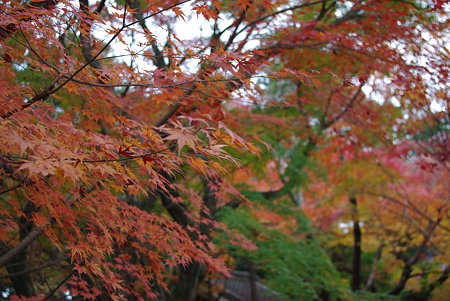 091129龍潭寺紅葉04