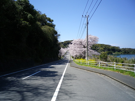 桜並木道
