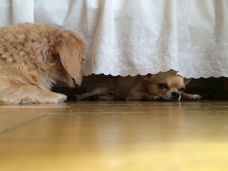 摩耶&誠也