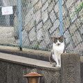 Photos: おすわり猫
