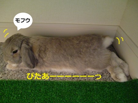 ぴやっと2