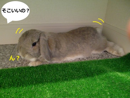 ぴやっと3