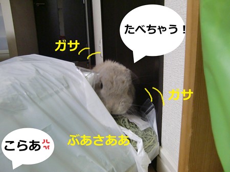 ごはん5
