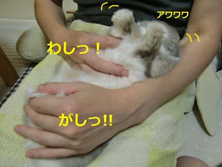 爪切り1