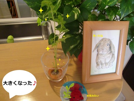 にんじん1
