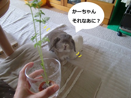 にんじん2