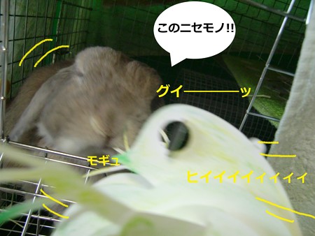 ミジンコ4