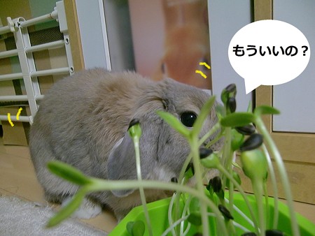 芽を出せ2