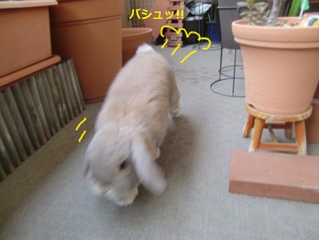咲いた3