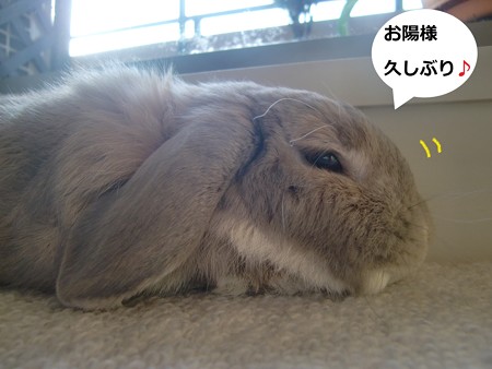 咲いた1