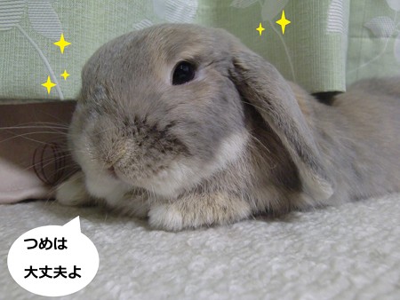 みつけた5