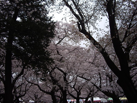 花曇り
