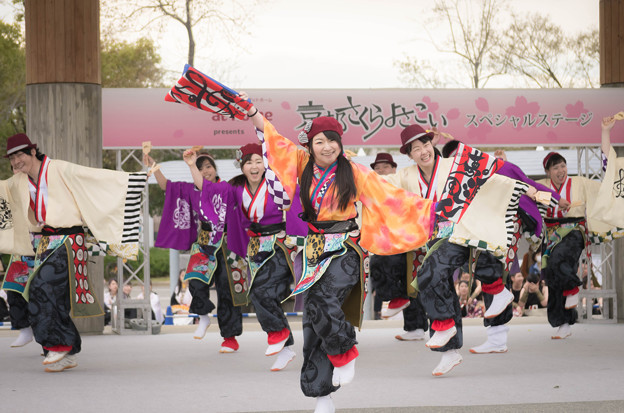 京都さくらよさこい2016 夢源風人