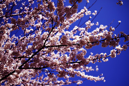 空の桜