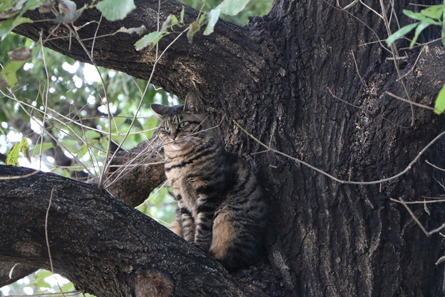 木登り猫さん