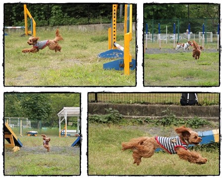 自由犬