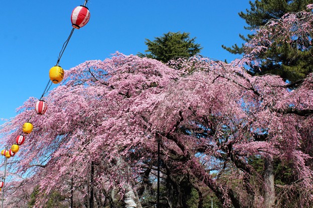 ２８．４．５榴岡公園の桜