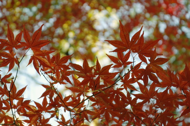 097SD14_2141 清澄庭園の紅葉