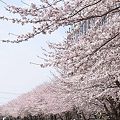 2011/4/10 春日井市の桜