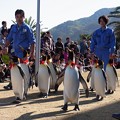 2012/11/18 長崎ペンギン水族館 キングペンギンのパレード
