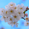 Spring -Sakura-