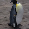 2014/4/12 長崎ペンギン水族館 ハートくん キングのパレードデビュー