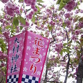 2014/4/16　大村公園　オオムラサクラ　ツツジ