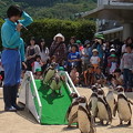 2014/5/10 長崎ペンギン水族館 フンボルトペンギンのヨチヨチお散歩