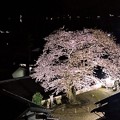伊根浦・海蔵寺の桜 2020
