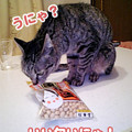 Photos: 2006/2/3-【猫写真】豆食べたにゃ？-1