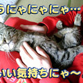 Photos: 2006/2/17-【猫写真】うにゃ～♪