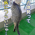 Photos: 2006/2/15-【猫写真】つらいにゃ！
