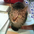 Photos: 2006/2/4-【猫写真】遊んでにゃ～