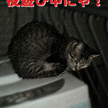 Photos: 2006/3/2-【猫写真】夜遊びにゃ！