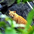 日比谷公園の猫