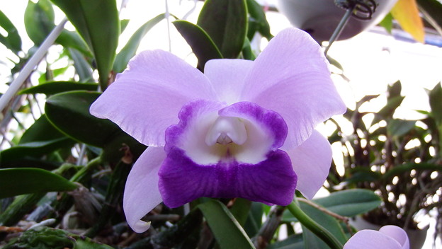 C.Mini Purple v. coerulea ‘Blue Sky’ BM/JOGA  (21)