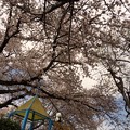 Photos: 今春も見守ってたパンダくんと桜満開ラスト日 ～life is....