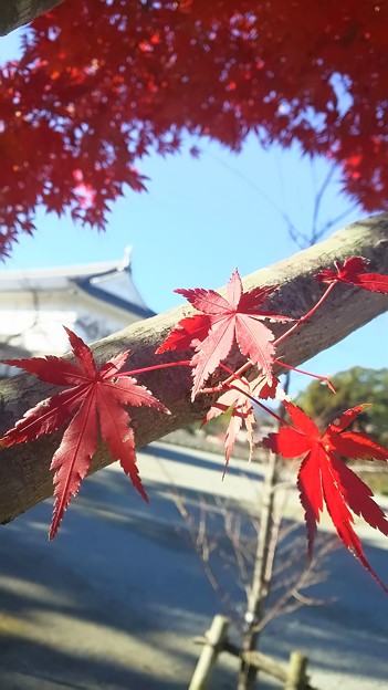 Photos: 冬紅葉