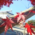 Photos: 冬紅葉