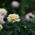Photos: 【花菜ガーデンの薔薇(ピース)】3