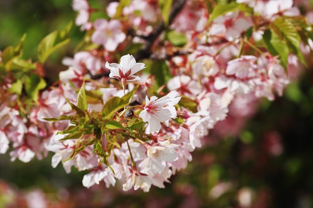 Photos: 早咲き桜