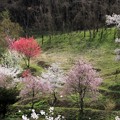 Photos: 桜の小路