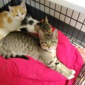 Three Kittens 10-24-15