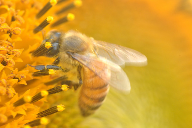 Photos: ひまわりの蜜は太陽の味？