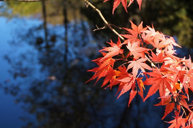泉の森の紅葉