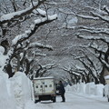 Photos: 排雪後の桜大通り01