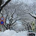 Photos: 排雪後の桜大通り02