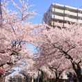 桜並木とマンション01