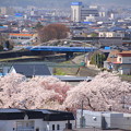 街中の桜04