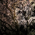六義園　枝垂れ桜ライトアップ７